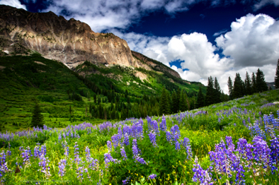 Lupine Wildness.jpg